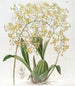 Oncidium mit dreieckigen Lippen - Sydenham Edwards — Ansicht des Kunstwerks