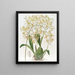 Oncidium mit dreieckigen Lippen - Sydenham Edwards — gerahmtes Bild an der Wand