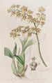 Oncidium mit Trüllenlippe - Sydenham Edwards — Ansicht des Kunstwerks