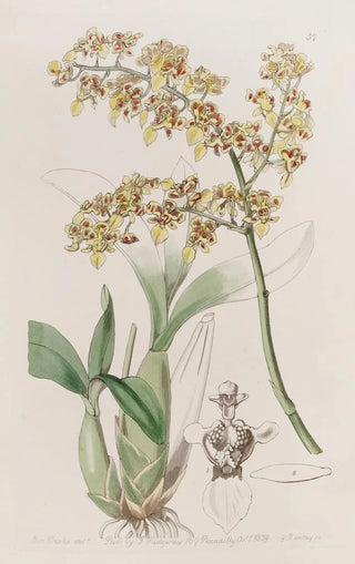 Sydenham Edwards - Trowellipped Oncidium.webp