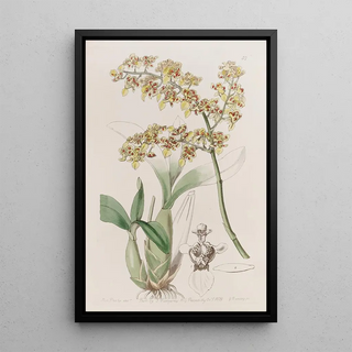 Sydenham Edwards - Trowellipped Oncidium.webp