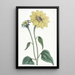 Sonnenblume mit Trompetenstiel - Sydenham Edwards — gerahmtes Bild an der Wand