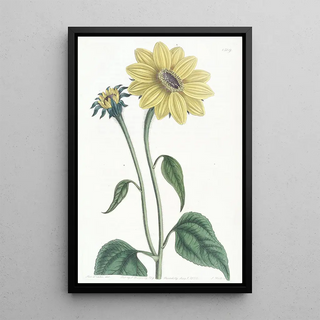 Sydenham Edwards - Trumpetstalked Sunflower.webp