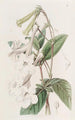 Gloxinia à fleurs tubulaires - Sydenham Edwards — Ansicht des Kunstwerks