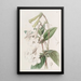 Gloxinia à fleurs tubulaires - Sydenham Edwards — gerahmtes Bild an der Wand