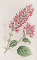 Sauge à fleurs tubulaires - Sydenham Edwards — Ansicht des Kunstwerks