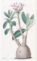 Pachypodium tubéreux - Sydenham Edwards — Ansicht des Kunstwerks