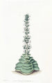 Crassula à tourelles - Sydenham Edwards — Ansicht des Kunstwerks