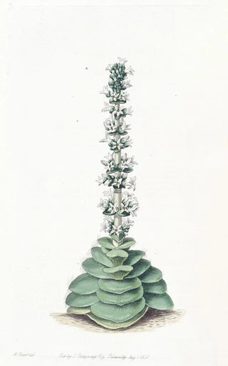 Sydenham Edwards - Turretted Crassula.webp