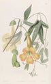 Bignonia de Tweedie - Sydenham Edwards — Ansicht des Kunstwerks