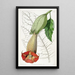 Brugmansia bicolore - Sydenham Edwards — gerahmtes Bild an der Wand