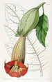 Brugmansia bicolore - Sydenham Edwards — Ansicht des Kunstwerks