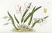 Leptotes bicolore - Sydenham Edwards — Ansicht des Kunstwerks