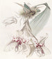 Von Martius Stanhopea Bicolore - Sydenham Edwards — Ansicht des Kunstwerks