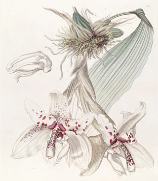 Sydenham Edwards - Twocoloured Von Martius Stanhopea.webp
