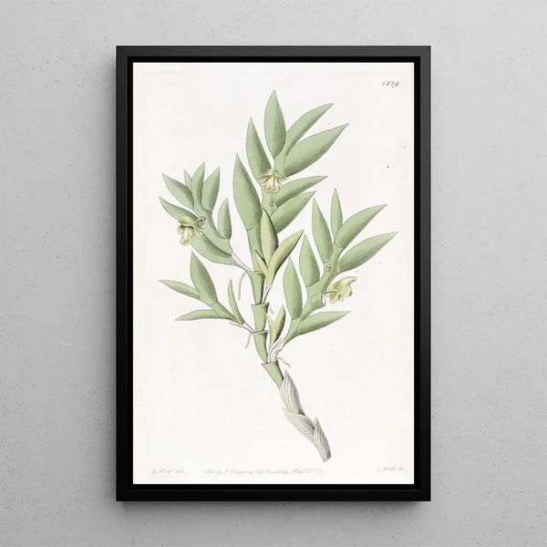 Sydenham Edwards - Twoedged Dendrobium.webp