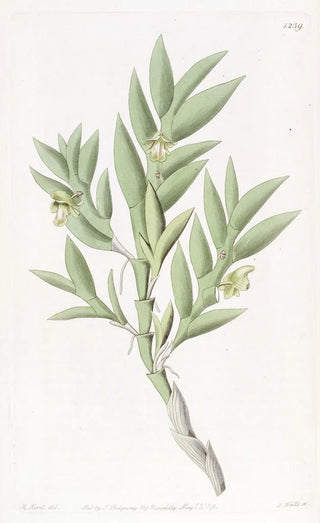 Sydenham Edwards - Twoedged Dendrobium.webp