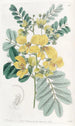 Cassia à deux fleurs - Sydenham Edwards — Ansicht des Kunstwerks