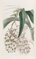 Epidendrum à deux pieds - Sydenham Edwards — Ansicht des Kunstwerks
