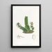 Angraecum à deux rangées - Sydenham Edwards — gerahmtes Bild an der Wand