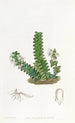 Angraecum à deux rangées - Sydenham Edwards — Ansicht des Kunstwerks