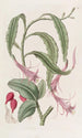 Torchthistle in zwei Formen - Sydenham Edwards — Ansicht des Kunstwerks