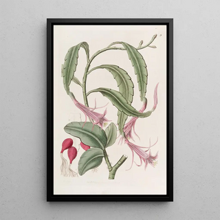 Sydenham Edwards - Twoshaped Torchthistle.webp