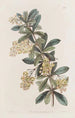 Berberis ombellée - Sydenham Edwards — Ansicht des Kunstwerks