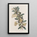 Berberis ombellée - Sydenham Edwards — gerahmtes Bild an der Wand