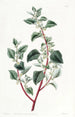 Polygonus peu attrayant - Sydenham Edwards — Ansicht des Kunstwerks