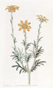 Baebera à branches dressées - Sydenham Edwards — Ansicht des Kunstwerks
