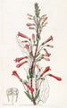 Chelone à feuilles de valériane - Sydenham Edwards — Ansicht des Kunstwerks