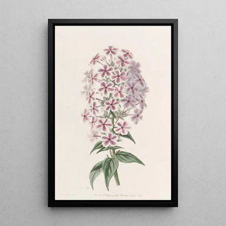 Sydenham Edwards - Van Houttes Phlox.webp