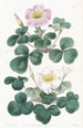 Oxalis variable - Sydenham Edwards — Ansicht des Kunstwerks