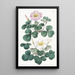 Oxalis variable - Sydenham Edwards — gerahmtes Bild an der Wand