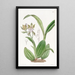 Aspasia panachée - Sydenham Edwards — gerahmtes Bild an der Wand