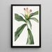 Costus à fleurs panachées - Sydenham Edwards — gerahmtes Bild an der Wand
