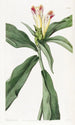 Costus à fleurs panachées - Sydenham Edwards — Ansicht des Kunstwerks