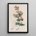 Chorozema à feuilles variées - Sydenham Edwards — gerahmtes Bild an der Wand