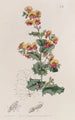 Chorozema à feuilles variées - Sydenham Edwards — Ansicht des Kunstwerks