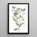 Collomia à feuilles variées - Sydenham Edwards — gerahmtes Bild an der Wand