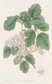 Chêne toxique à feuilles variées - Sydenham Edwards — Ansicht des Kunstwerks