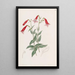 Pentstemon vermillon - Sydenham Edwards — gerahmtes Bild an der Wand