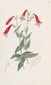Pentstemon vermillon - Sydenham Edwards — Ansicht des Kunstwerks