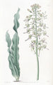 Drimia à feuilles velues - Sydenham Edwards — Ansicht des Kunstwerks