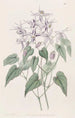 Épimède violett - Sydenham Edwards — Ansicht des Kunstwerks