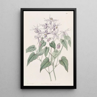 Sydenham Edwards - Violet Epimedium.webp