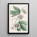 Passiflore verruqueuse - Sydenham Edwards — gerahmtes Bild an der Wand