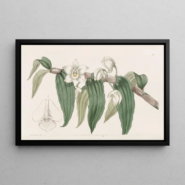 Sydenham Edwards - Watery Dendrobium.webp