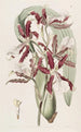 Miltonia à lèvres en coin - Sydenham Edwards — Ansicht des Kunstwerks